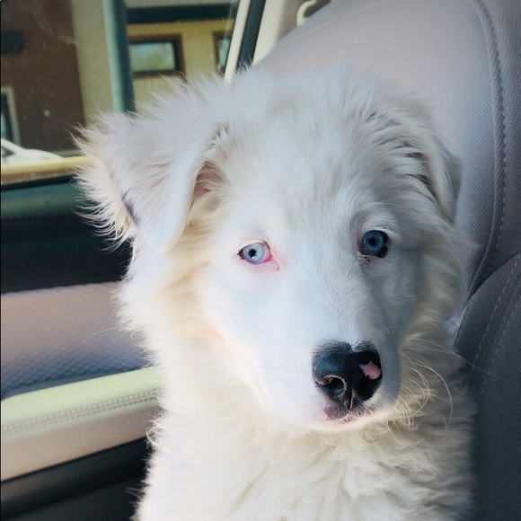 Meet your Posher, Allison - Picture 1 of 1